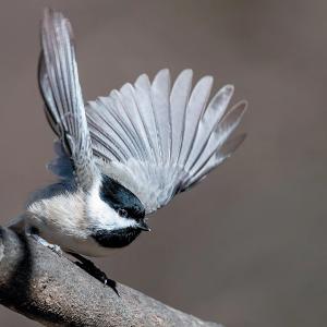 A chickadee, mid flight, starts to fly off of a branch