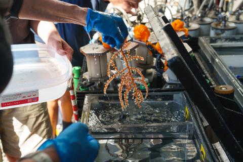 Lehigh Oceans coral sample recovery