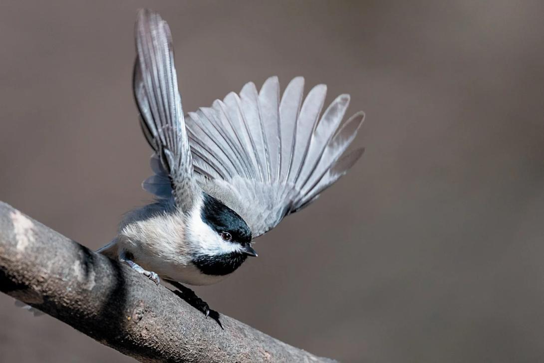 A chickadee, mid flight, starts to fly off of a branch